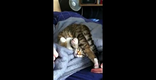 Кот любит сидеть на своей голове