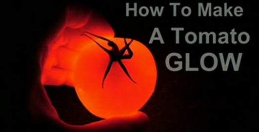 Свет из томата