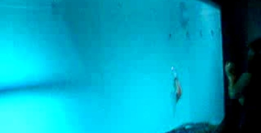 Рыба - робот