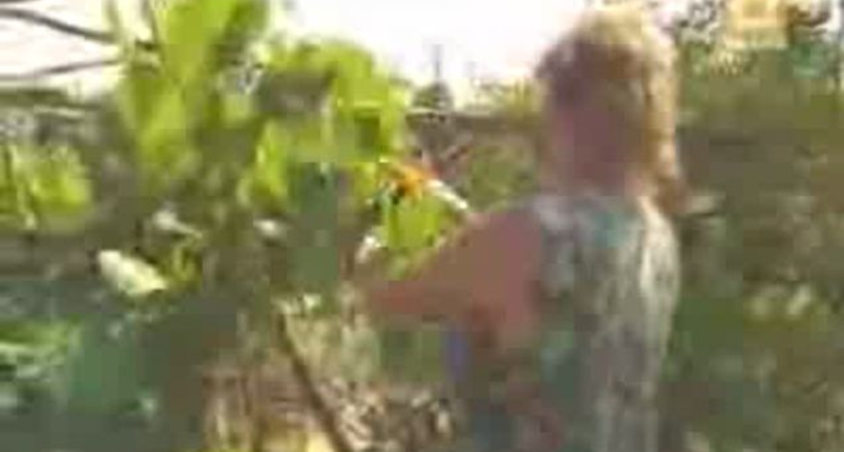 Плавучий остров