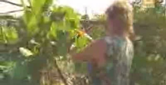 Плавучий остров