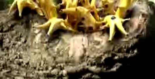 Компьютерная графика