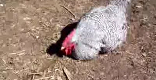 Курица под гипнозом