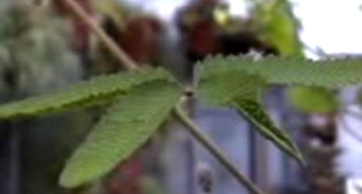 Листочек скукожило