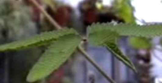 Листочек скукожило