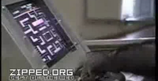 Чимп шпилит в пэкмена