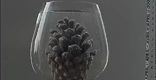 Шишка в воде...