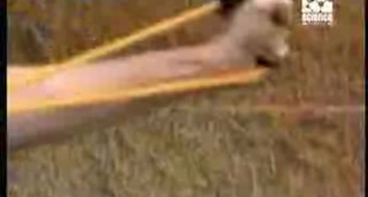 Мега-гибкая кожа