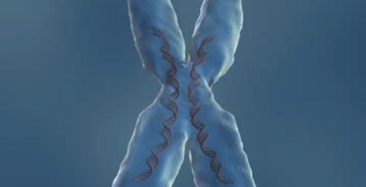 Анатомия человека