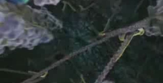 Жизнь внутри клетки.