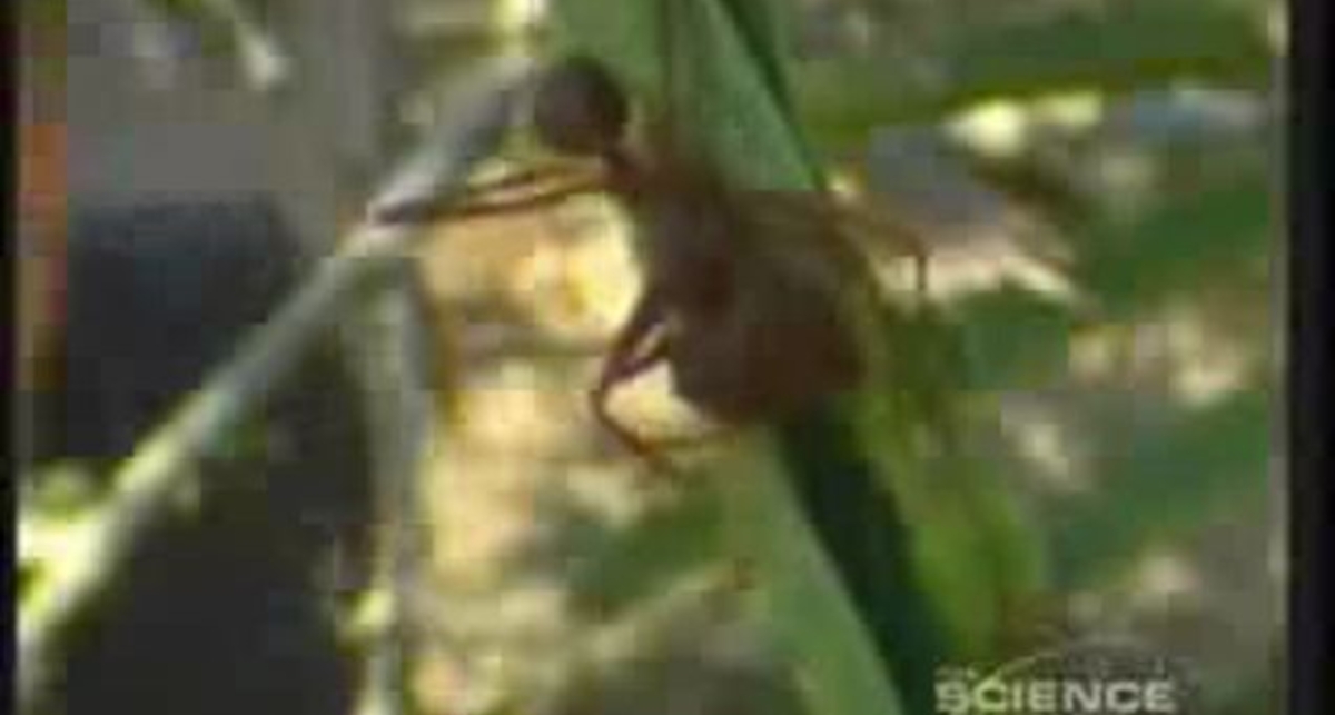 Подземный город муравьев - новое чудо света