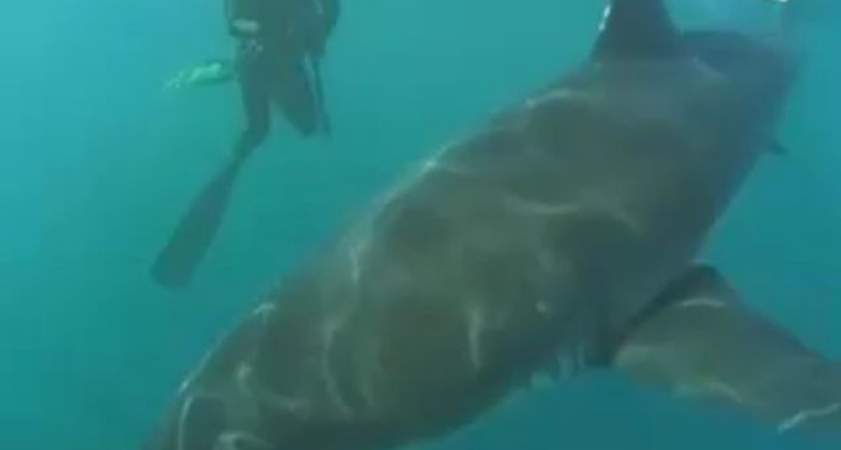 Разговор с акулой