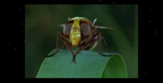 Правда  о славянах и ариях.Часть11