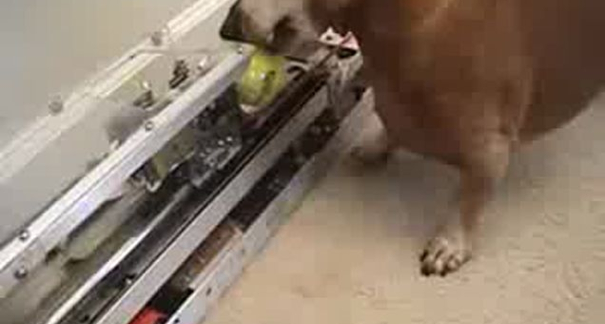 Изобретение для ленивых хозяев собак