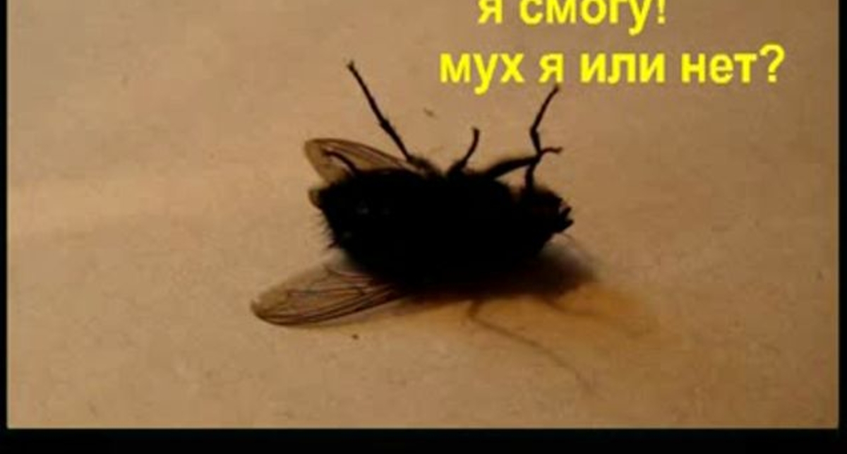 Эксперимент - разморозка тела мухи