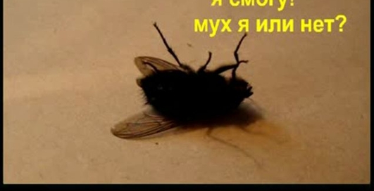 Эксперимент - разморозка тела мухи