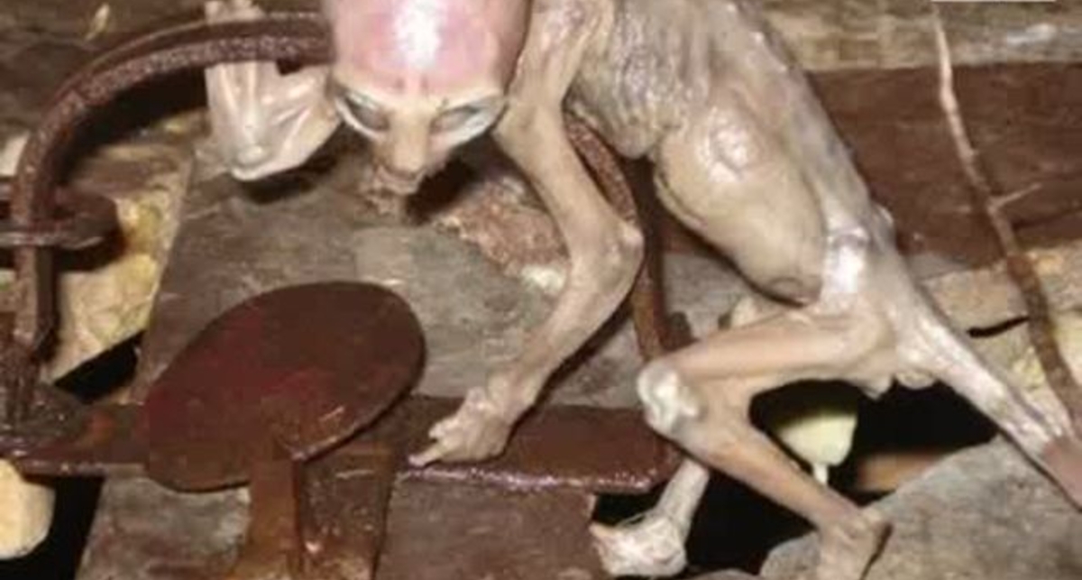 Инопланетный детеныш: новая находка привела ученых в замешательство