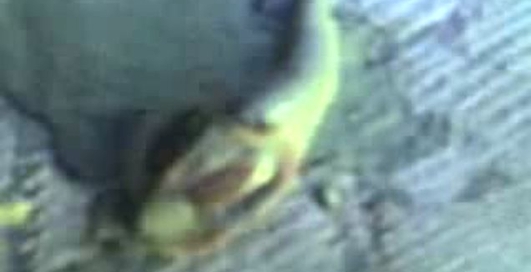 Монстр в реке Днепр