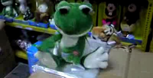 Поющая зеленая лягушка