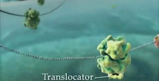 Впечатляющая жизнь внутри клеток! (The Inner Life of the Cell)