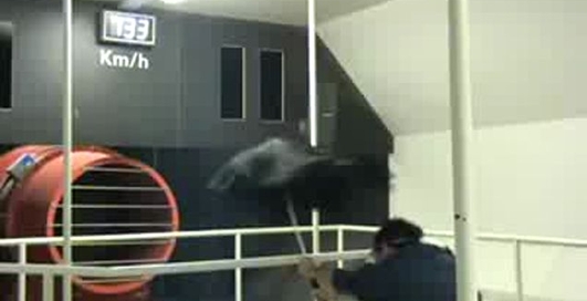 Тестировщики зонтиков