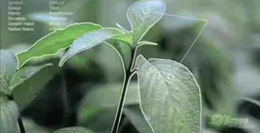 microsoft технологии будущего