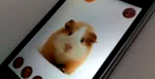 Хомяк повторюха на Iphone