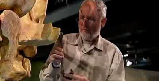 В Австралии нашли останки тиранозавра