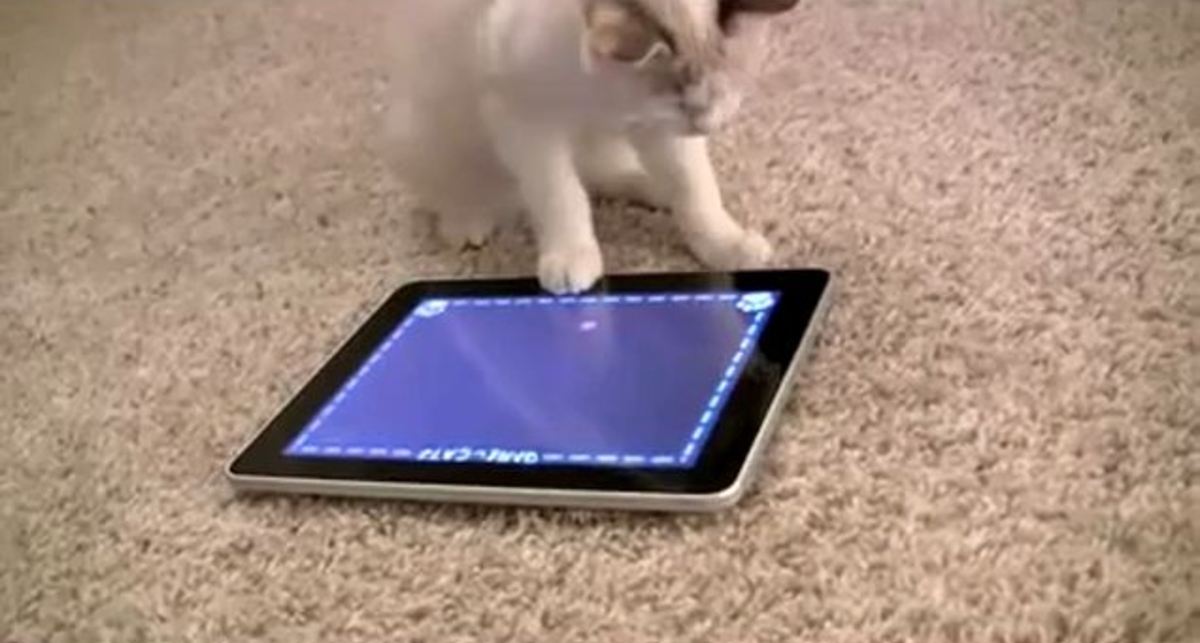 iPad для котенка