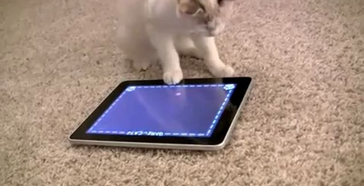 iPad для котенка