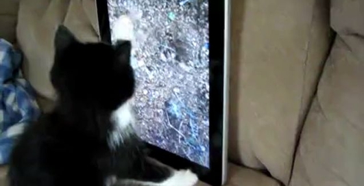 Котенок и iPad