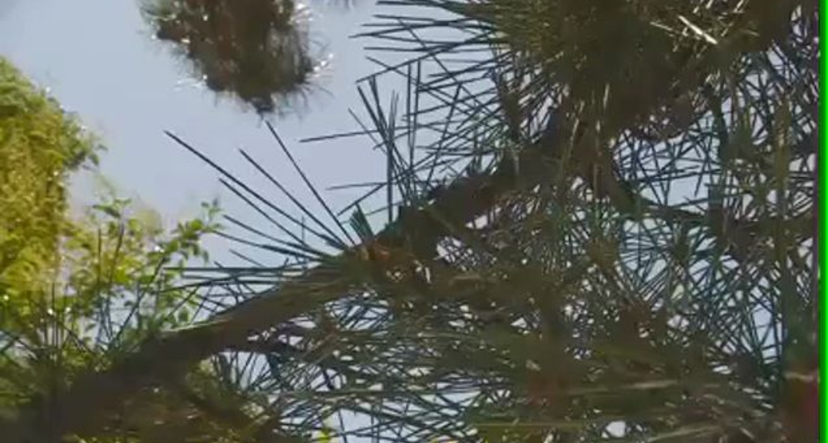 JawSaw - полезный на даче инструмент