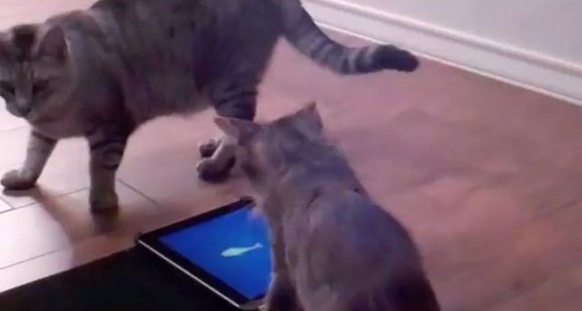 Игры для котов