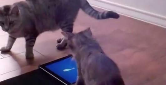 Игры для котов