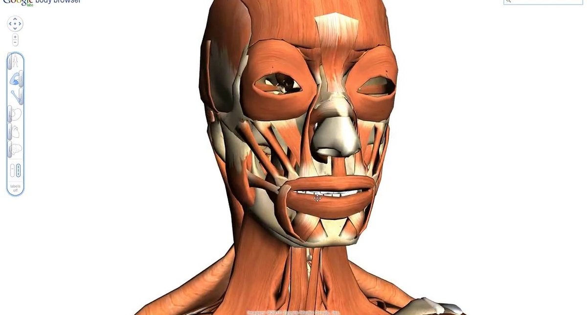 Google Body Browser: узнай, из чего состоит твое тело