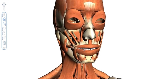 Google Body Browser: узнай, из чего состоит твое тело