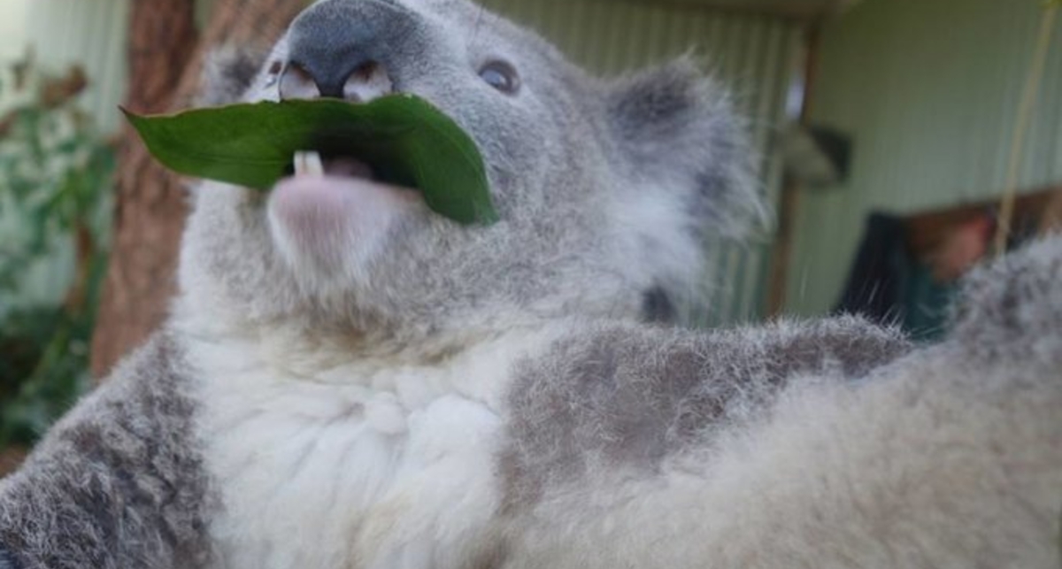 Австралийских коал научили делать селфи