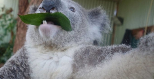 Австралийских коал научили делать селфи