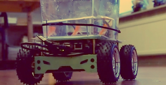 Ходячие рыбки: придуман чудо-аквариум для животных