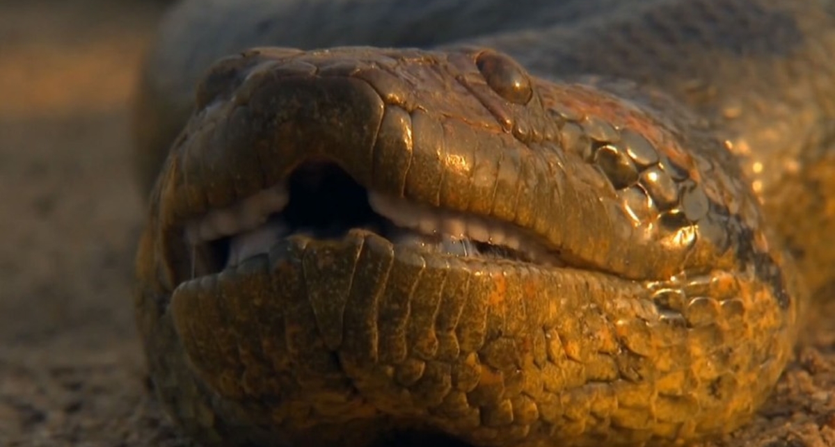 Королева змей: 10 интересных фактов об анаконде