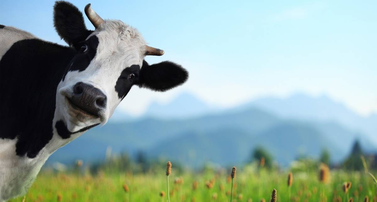Налог за корову и Ко: ТОП-10 самых нелепых пошлин