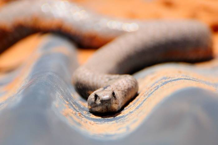 Смертельно опасные: 10 страшных животных Австралии