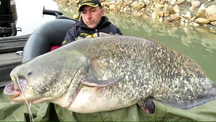 Сом-годзилла: итальянец поймал 120-кг рыбу