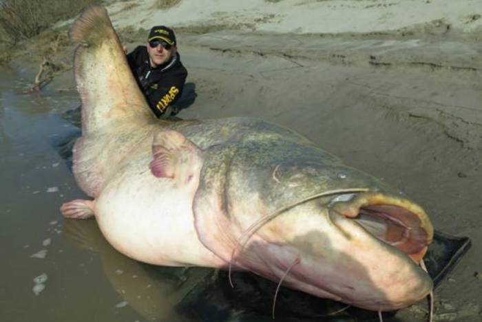 Сом-годзилла: итальянец поймал 120-кг рыбу