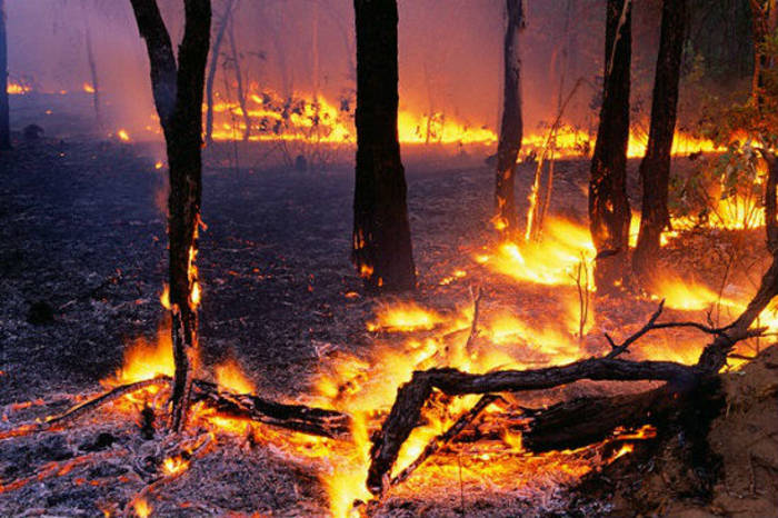 Лесные пожары: ТОП-5 самых губительных