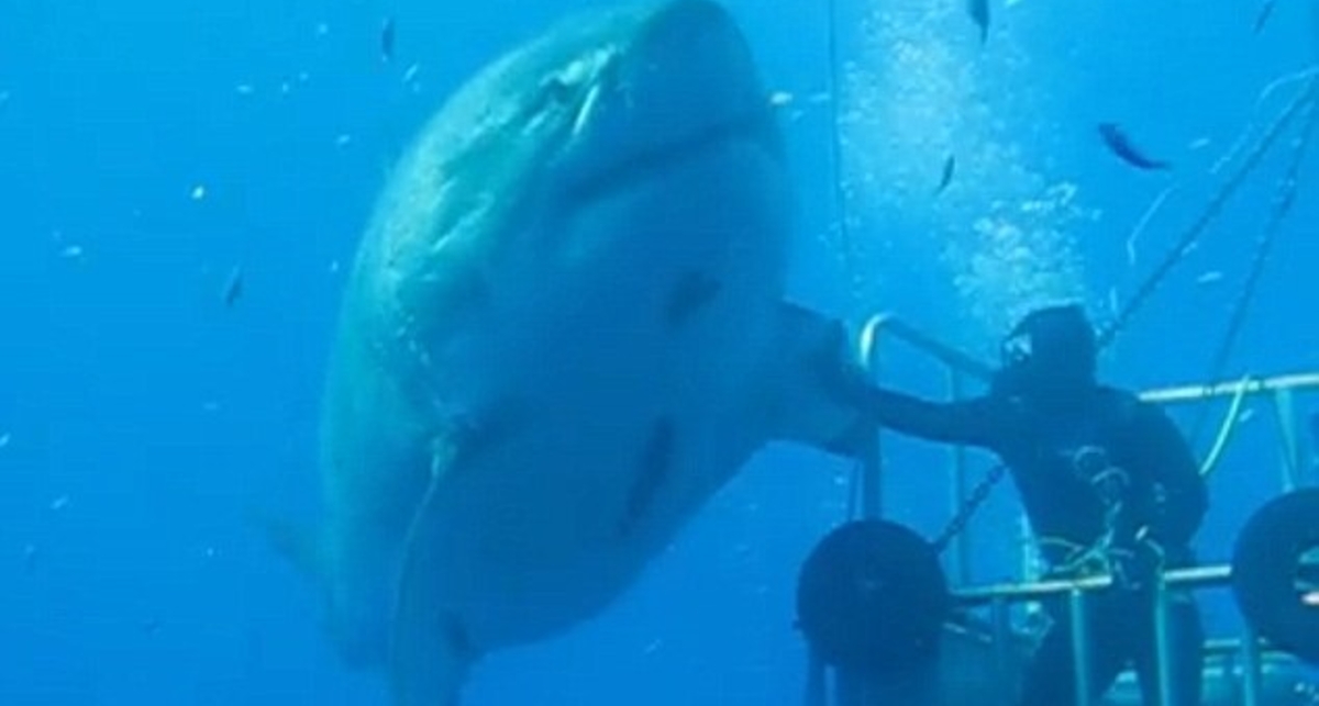 6-метровый людоед: самая большая акула в мире