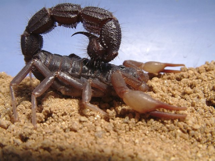 Ползучий яд: 10 самых опасных в мире скорпионов