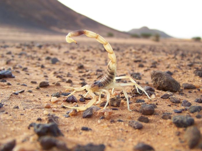 Ползучий яд: 10 самых опасных в мире скорпионов