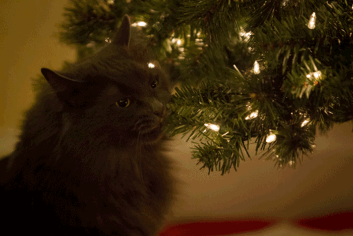Коты и елки: 40 фото новогоднего беспредела