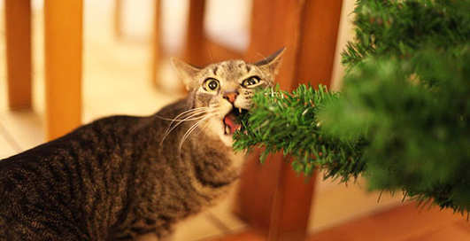 Коты и елки: 40 фото новогоднего беспредела